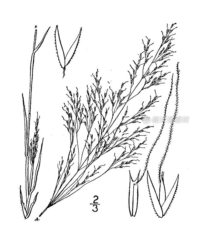 古植物学植物插图:艾略特草(Agrostis elliottiana)